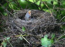 Amsel-1-Tag-4.jpg